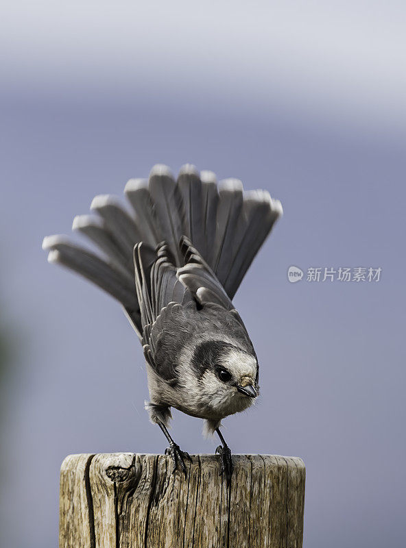 灰杰伊(Perisoreus canadensis)，也叫灰杰伊、加拿大杰伊或威士忌杰克，是乌鸦和杰伊家族(鸦科)的一员，发现于横跨北美北部的北方森林到林木线。在北极圈，阿拉斯加。